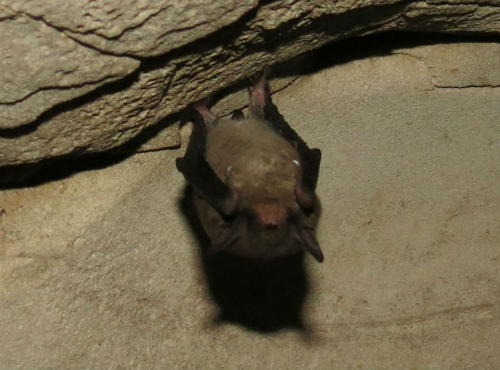 Bat